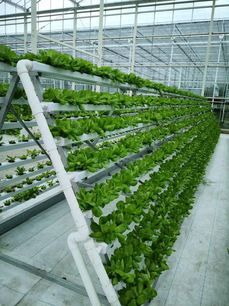 浙江新型水培蔬菜系统