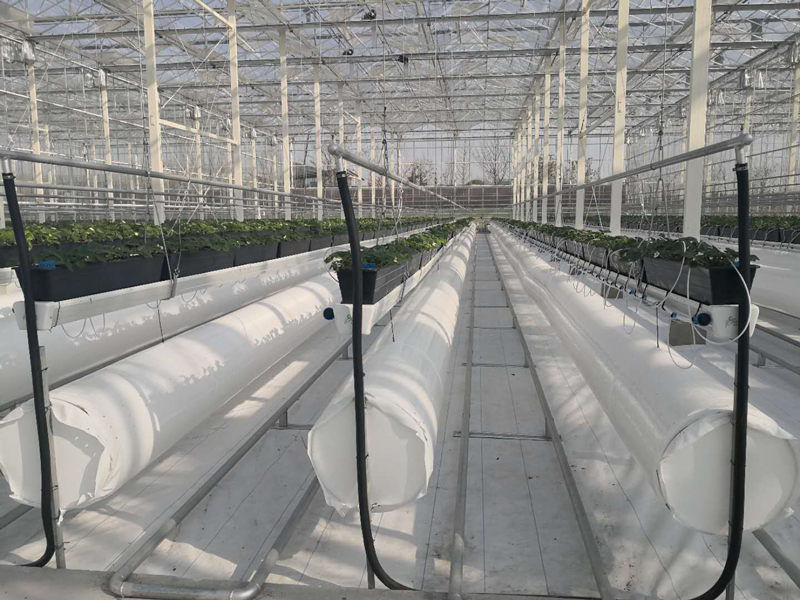 辽宁新型鱼菜共生技术