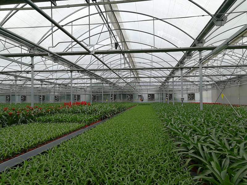 厦门新型水培植物蔬菜技术