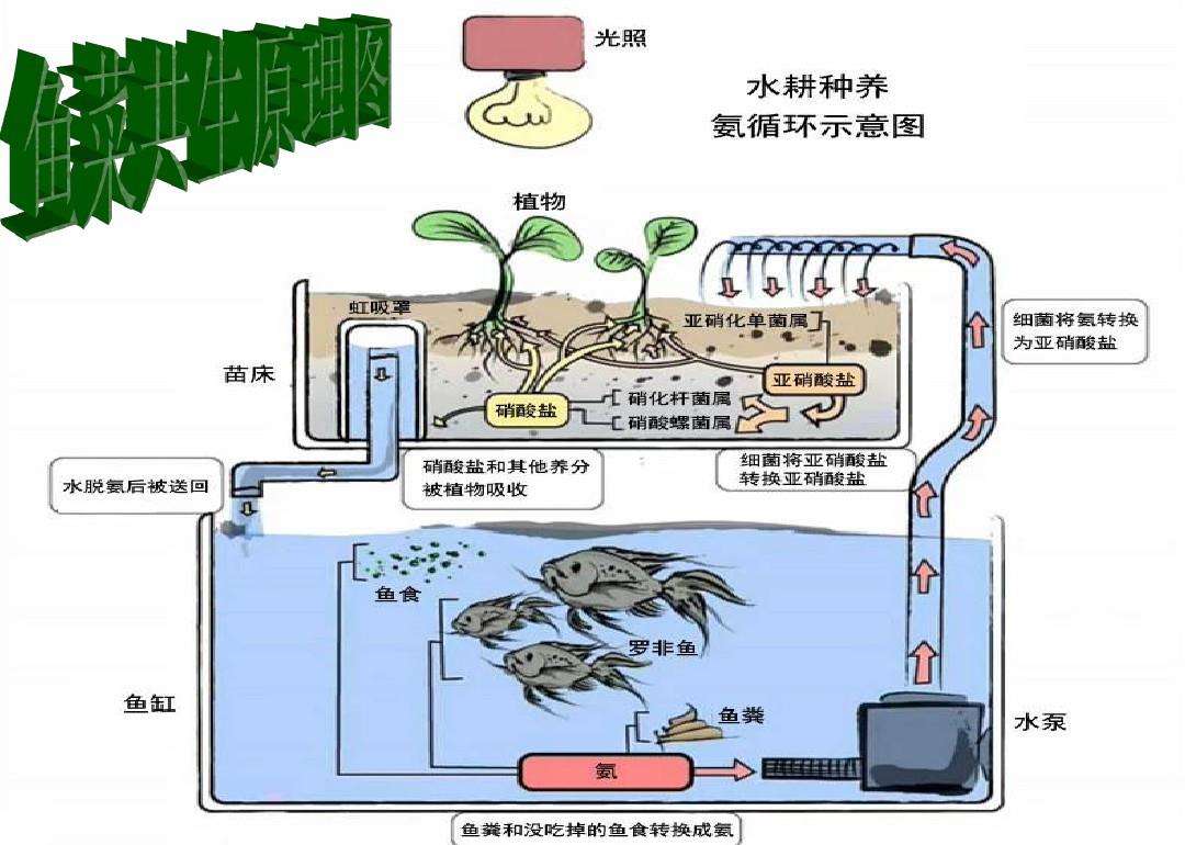 鱼菜共生系统厂家.jpg