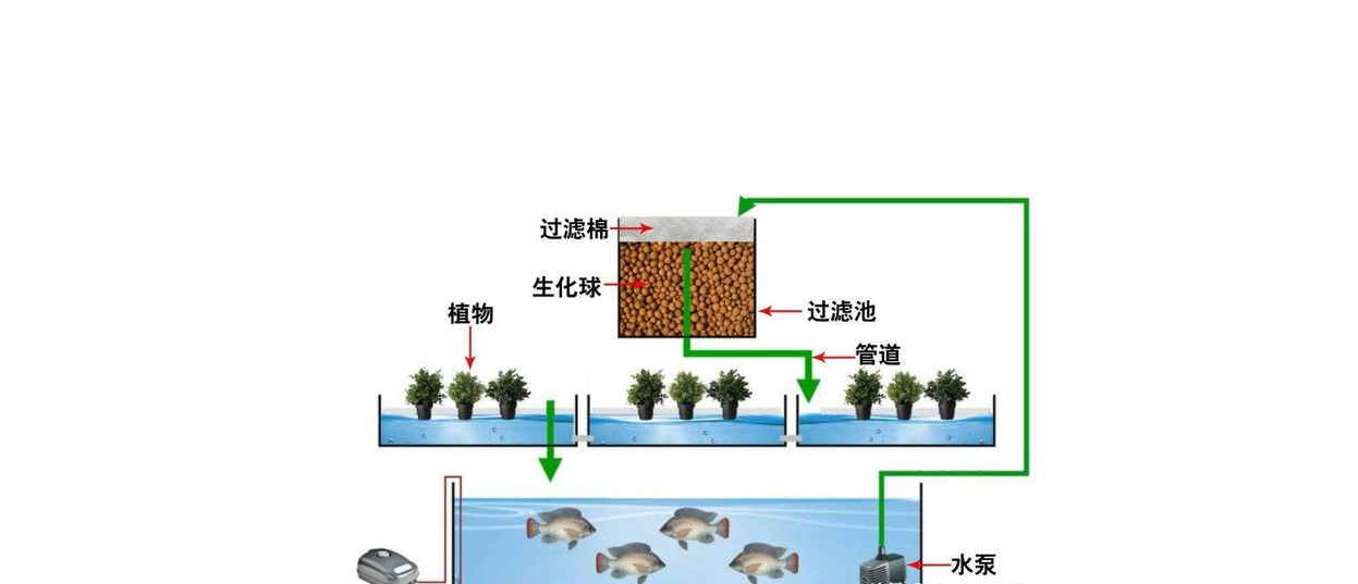 鱼菜共生系统原理.png